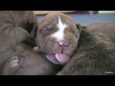Mia's 2 Week Old Pit Bull Puppies (in HD)
