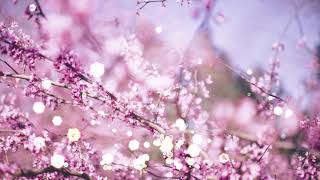 somnia // Cherry Breeze