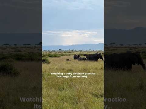 Watching a baby elephant practice its charging from far away! #babyelephant #funnyelephants  #safari