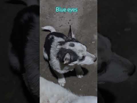 #blueeyes #streetdog #doglover #funny #dogowner #varanasi #dontshop_pleaseadopt #trendingshorts