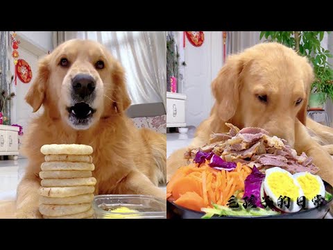 【毛孩子的日常】狗子：美好的一天從吃剩飯開始 #萌宠#可爱 #可爱到爆炸 #狗子#干饭 #干饭狗的日常 #干饭王 #funny #搞笑