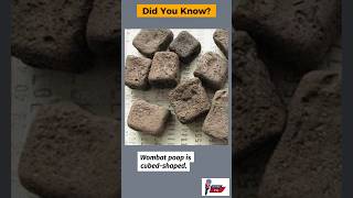 Facts about World #facts #shorts