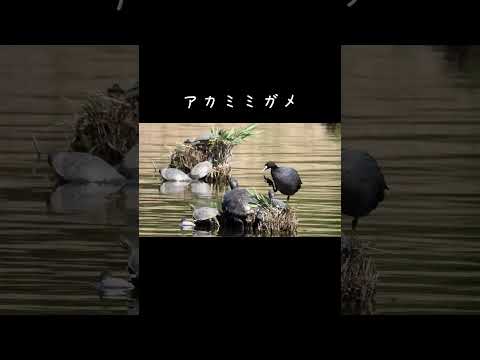 オオバンは溶け込み上手