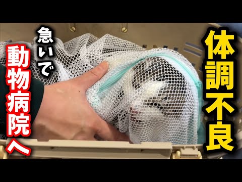 体調不良の看板猫を急いで病院に連れて行きました