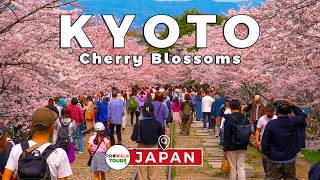 🌸 Cherry Blossoms Walk along Keage Incline | Kyoto, Japan 🇯🇵 | 4K 60fps | Captions
