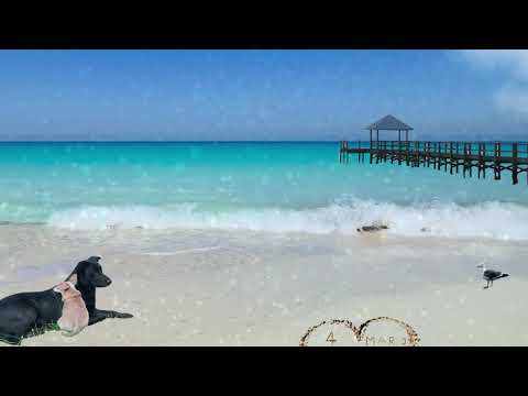 A Dogs Day at the Beach | 10 Hours of Beach Magic: Luna & Topo’s Dreamy Escape