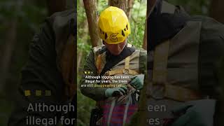 Taiwan's Giant Trees Under Threat | TaiwanPlus News #environment #trees #taiwan