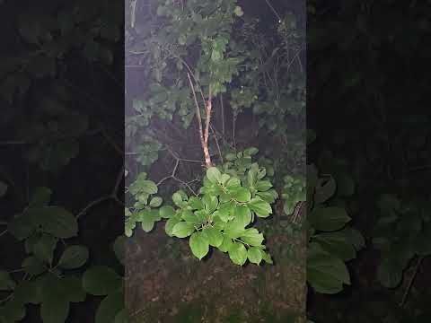 creepy sounds in the night