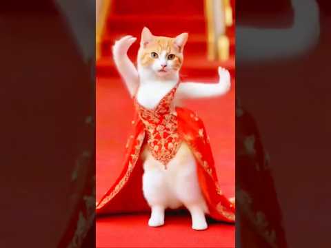 Cute Puppy and Cat Dance 🐈🐶 #puppydance #catdance