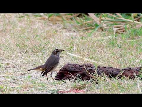 【悠遊香港】4K | 藍喉歌鴝 | Bluethroat bird | 劇院式製作 | Cinematic Production