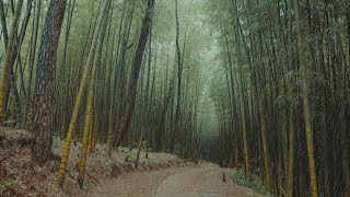 Gentle Sound of Rain in the Bamboo Forest for Rest and Deep Sleep.