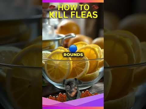 3 Home Remedies To Kill Fleas Fast (How To Kill Fleas On a Dog) #doglovers
