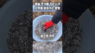 마늘 웃거름 주는시기 추비 비료 주는 방법 #마늘재배