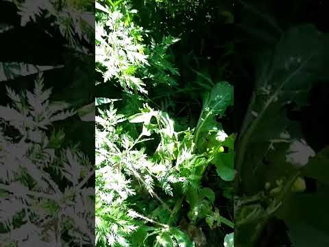 Artemesia annua la plante compagne qui sent bon le coca