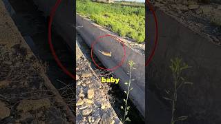 Rabbit Rescued From Sewer 😢