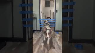 Australian Shepard Does Tape Jump Challenge!