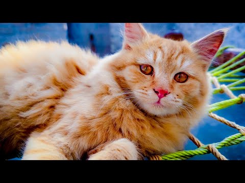Just 3 Kittens Making Your Morning Better