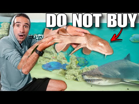 DON'T BUY SHARKS OFF THE WEB...