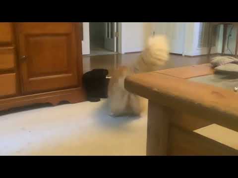 My Cat Scratching the Carpet