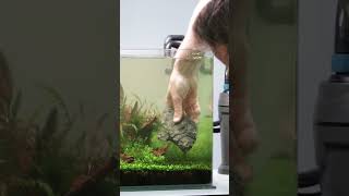 5 Ways to Improve Your Aquascape #aquariumhobby #aquascaping #aquariumdesign
