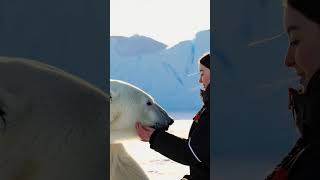 A Touch of Kindness: Bonding with a Polar Bear #PolarBear #WildlifeConnection #shortvideo