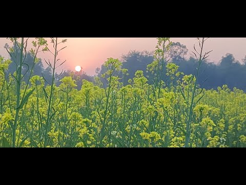 Ajke amra dekhbo sorisha ful  অাজকে অামরা দেখবো সরিষাক্ষেতের ফুল কি সুন্দর ## PR realm