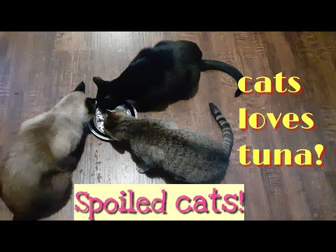 Feeding  spoiled cats