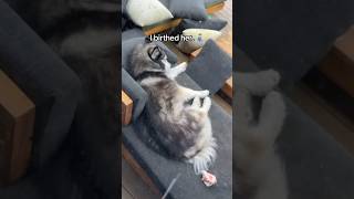 Eighteen. Hours. 🐺🫃🏻😤 #siberianderpskies #husky #siberianhusky #dogdad #huskylife #huskies