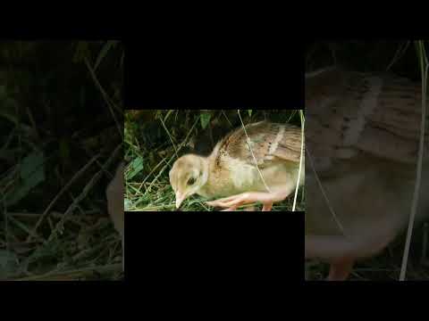 クジャクの雛（伊豆シャボテン公園にて）
