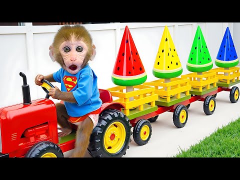 Macaco Bon Bon colhendo melancias e cuidando de adoráveis patinhos no parque | BonBon Em Português