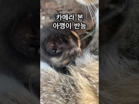 아이폰 카메라 본 고양이 반응