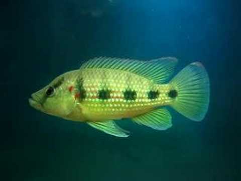 Hemichromis elongatus 五星上將 Five Star General