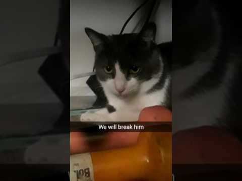 Cats Are For The Birds: Chico Don't Care