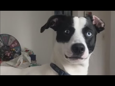 The Best FUNNY ANIMALS VIDEOS of All Time 🤣 Ultra Funny CATS and DOGS videos 2024 #part89