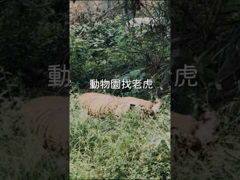 動物園找老虎 #親子景點 #親子旅遊好去處 #kidsactivities #kids #小明媽媽 #動物園