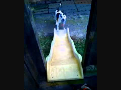 Pit Bull T-Bone .Vs The Slide - The Rematch!