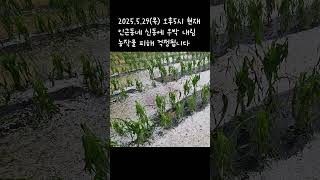 5월말 주변 우박 소식 #이상기후 #농작물 #피해 #자연재해 #우박 #기후변화 #잉매힐스사과농원