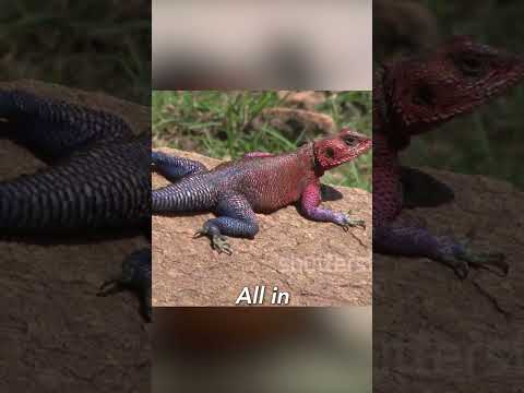 Black Chick Flees to Africa | INSTANT REGRET