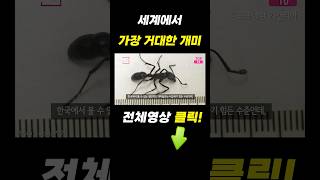 생각보다 큰데? 지구에서 가장 거대한 개미