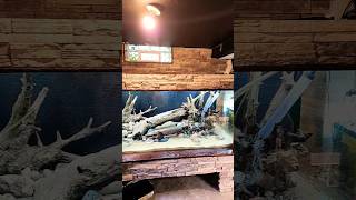 filling 500 gallon #aquarium #balanced #native #nature #michigan #bluegill #sunfish #deepsubstrate