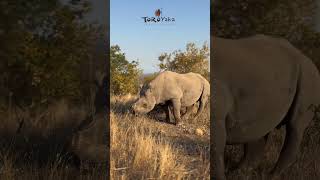 Rhino family spotted!🤩 🦏✨We were lucky to encounter them.  #SafariMoments #ProtectOurWildlife