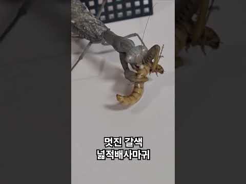 갈색 넓적배사마귀 사냥 ㅎㄷㄷ