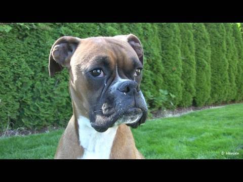 Amazing Puppy Birth (Part 1)