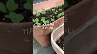 てんとう虫🐞発見#てんとうむしさん #家庭菜園 #家庭菜園初心者 #屋上菜園