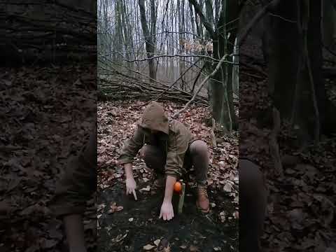 Trap with yellow bait #bushcraft #trap #survival