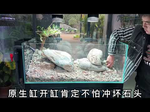 #司柠家溪流缸#司柠家溪流缸 都说我家溪流缸好看，教程来了，加了消化活菌养水，直接放了闯缸鱼#消化细菌