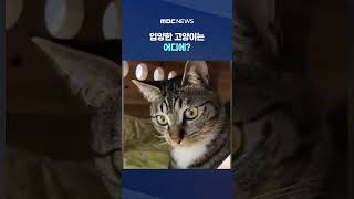 최소 10마리 피해 #Shorts (MBC뉴스)