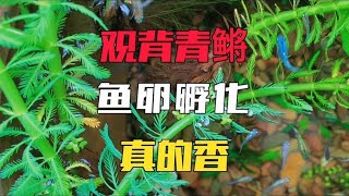 观背青鳉太贵买不起，买点鱼卵自己孵化，品种还多样化，真的香