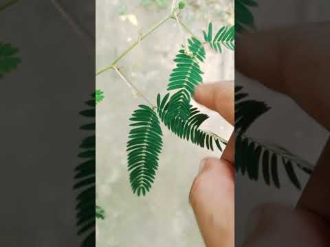 লজ্জাবতী গাছ।   Peaceful Instrument. #shorts #nature