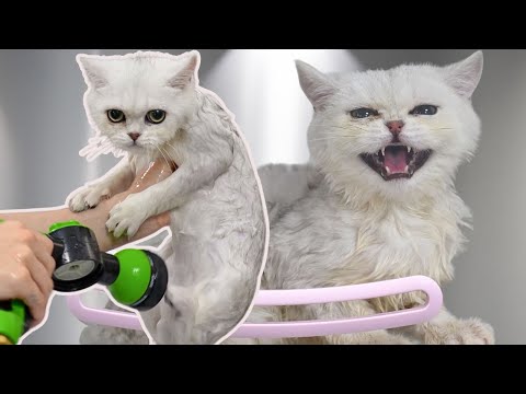 This kittens purrs will heal your entire soul | British Shorthair